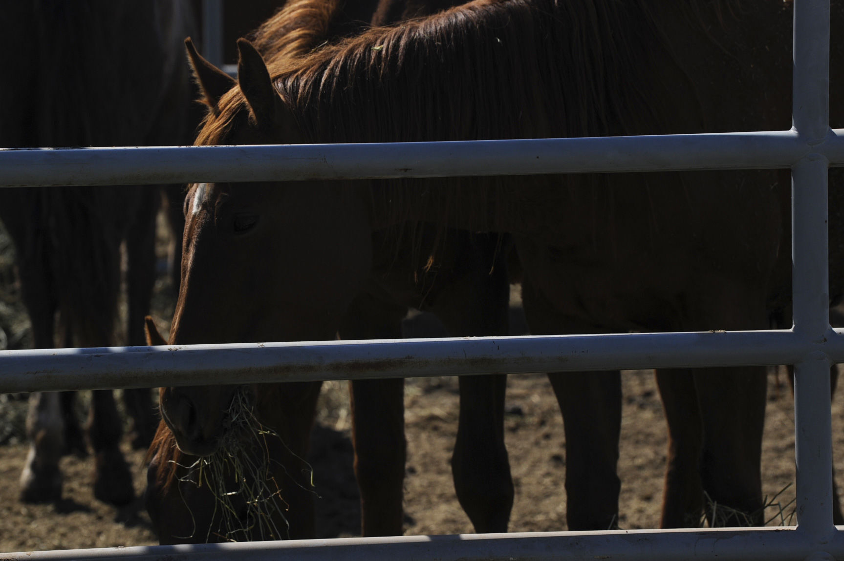 Seized Horses in Helena